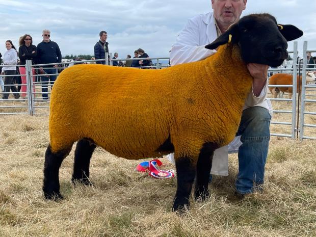 The Scottish Farmer: This three-crop ewe from Katie Gunn stood supreme amongst the Suffolks